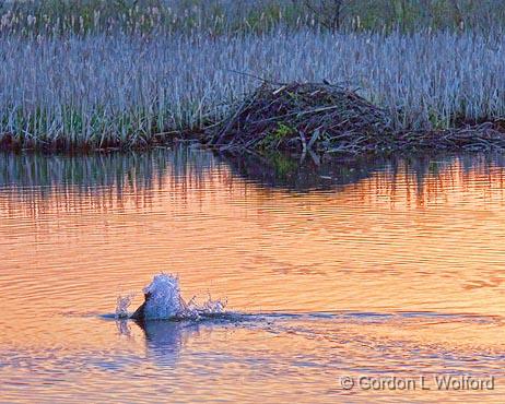 Beaver Tail Slap_09748.jpg - Photographed along Otter Creek at sunrise near Smiths Falls, Ontario, Canada.